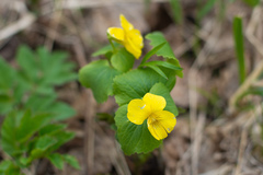 Viola uniflora
