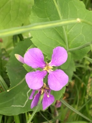 Orychophragmus violaceus