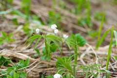 Anemonoides caerulea