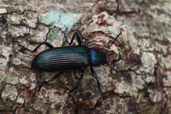 Strongylium auratum