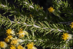 Tetradymia spinosa