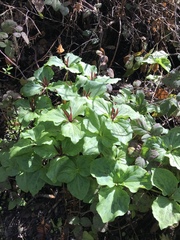 Trillium angustipetalum