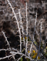 Tetradymia spinosa