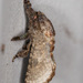 Arbela Carpenterworm Moth - Photo (c) Greg Lasley, some rights reserved (CC BY-NC), uploaded by Greg Lasley