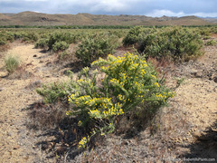 Tetradymia spinosa