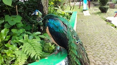 Pavo muticus