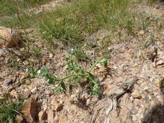 Plagiobothrys glomeratus