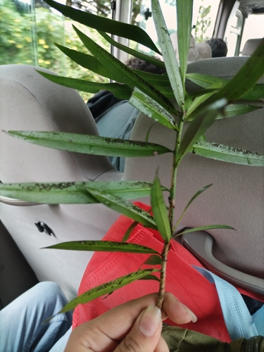 Podocarpus oleifolius - Ramillete de follaje cortado mostrando la disposición de las hojas