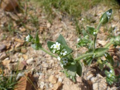 Plagiobothrys glomeratus