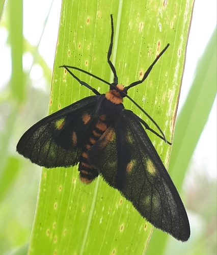 Amata phaeochyta