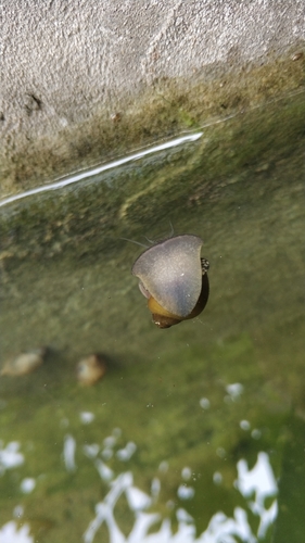 Pila virescens
