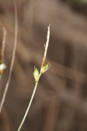 Carex geyeri