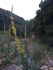 Verbascum macrurum