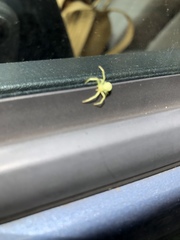 Misumessus oblongus