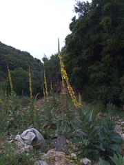 Verbascum macrurum