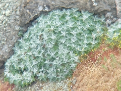 Constancea nevinii