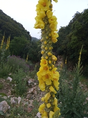 Verbascum macrurum