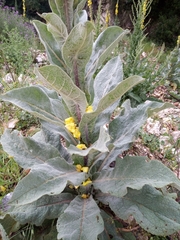 Verbascum macrurum