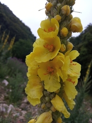 Verbascum macrurum