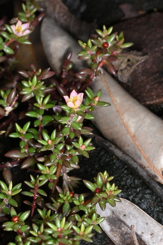 Portulaca sedifolia