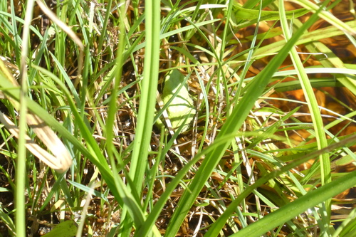 iNaturalist observation photo of Pacific chorus frog