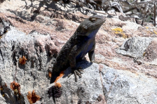 iNaturalist observation photo of Western Fence Lizard