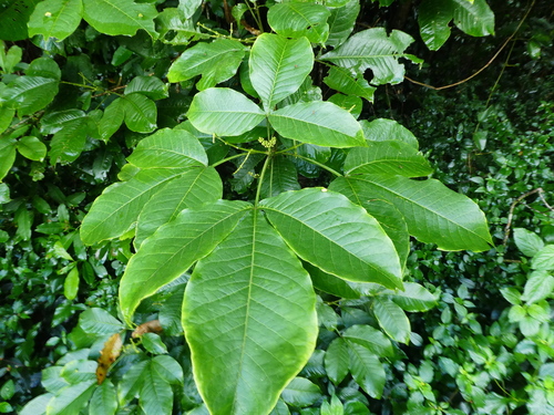 Yellow Evodia (Melicope xanthoxyloides)