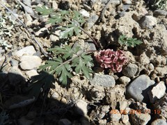 Cymopterus glomeratus