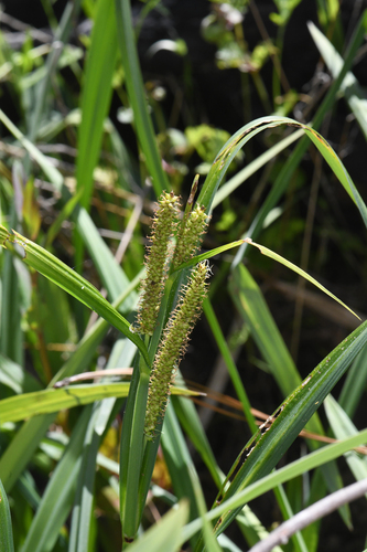 Bigleaf sedge (Carex amplifolia)
