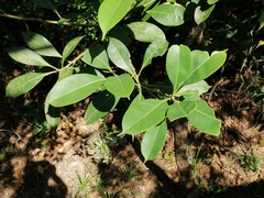 Lithocarpus