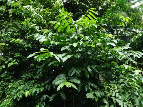 Canarium acutifolium observed 2024-05-31