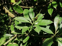 Lithocarpus