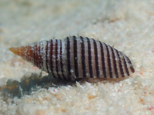 Domiporta filaris observed 2024-05-22