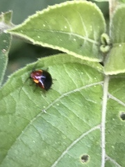 Hemithyrsocera palliata