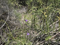 Neogaerrhinum strictum