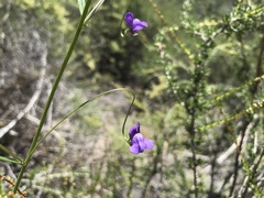 Neogaerrhinum strictum