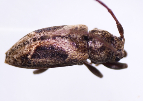 Pterolophia lateripicta observed 2024-05-29