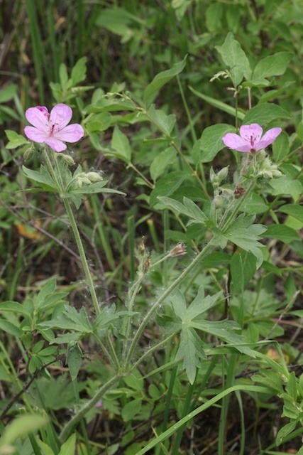 sticky geranium