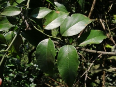 Ventilago
