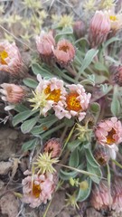 Townsendia scapigera