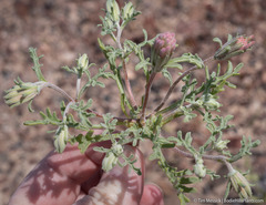 Chaenactis macrantha