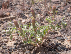 Chaenactis macrantha
