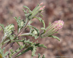 Chaenactis macrantha