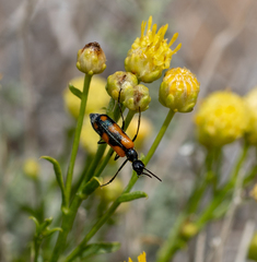 Eupompha elegans perpulchra