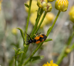 Eupompha elegans perpulchra
