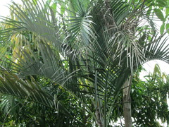 Dypsis lutescens