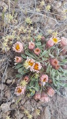 Townsendia scapigera