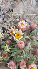 Townsendia scapigera