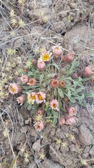 Townsendia scapigera