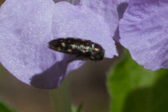 Acmaeodera tubulus image